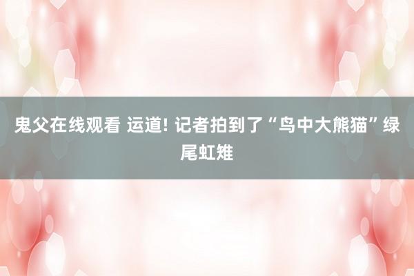 鬼父在线观看 运道! 记者拍到了“鸟中大熊猫”绿尾虹雉